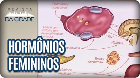 Como Funcionam Os Hormônios?